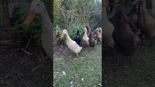 Indian Runner ducks walking [upl. by Sugihara]