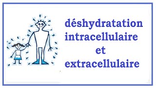 déshydratation intracellulaire et extracellulaire [upl. by Yelhsa]