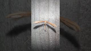 Common Plume Moth On Bonfire Night moths insects nature [upl. by Kristianson]