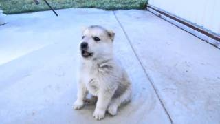 Husky Puppys 1st Howl [upl. by Yenettirb170]