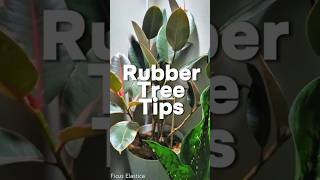 Tips For Your Rubber Tree Plant  Ficus Elastica [upl. by Poliard532]