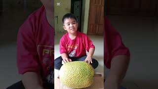 setiadi makan buah nangka [upl. by Anuahsal759]