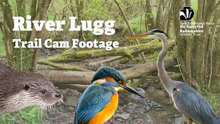 River Lugg  Trail Cam Footage [upl. by Alric447]