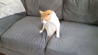 Funny Cat Videos of 2024 😍 Try not to laugh [upl. by Davey347]