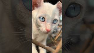 Blue Eyes Hypnotise Trending cats diwali Shorts [upl. by Laing406]