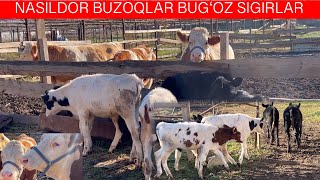 BUZOQLAR BUGʻOZ SIMMENTAL S PULI ARZON SONI K😲📞90 902 63 13 [upl. by Eillam]