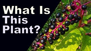 Identification of Pokeweed  and toxicityedibility [upl. by Jezabella]