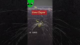 plant growth time lapse garden challenge plantgrowth timelapse shorts trending viralvideo [upl. by Gaultiero124]