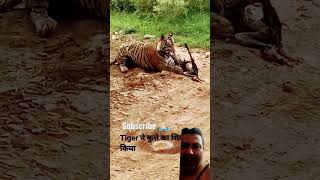 Tiger Attack Dog 😡😡 shorts tiger lion 4yaar [upl. by Ahsilrae979]