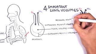 Respiratory System Introduction  Part 2 Bronchial Tree and Lungs  3D Anatomy Tutorial [upl. by Ferdinana]