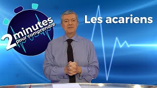 Les acariens  2 minutes pour comprendre [upl. by Firehs]