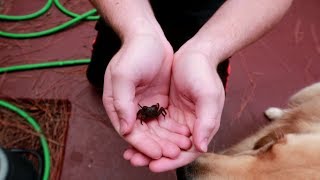 Invasion of The Fiddler Crabs 🦀 7217 [upl. by Hpejsoj961]