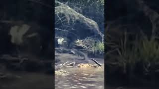 Alligator attacked EagleAlligatorEaglebirdshorts [upl. by Uos]