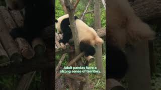 【Panda Encyclopedia】Do Pandas Have Tails  iPanda [upl. by Campos966]