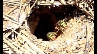 How to treat a Yellow Jacket Nest in the Ground  BUGSPRAYCOM [upl. by Pedro]