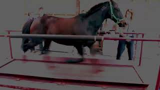 trumpet treadmill horse [upl. by Almat]