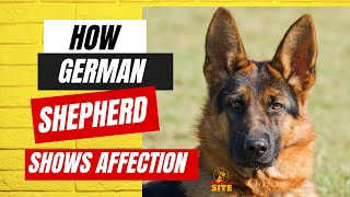 How German Shepherd Shows Affection [upl. by Besnard]