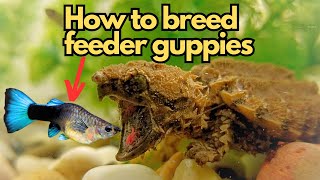 Breeding Feeder Guppies for Turtles Everything You Need To Know [upl. by Zelle187]