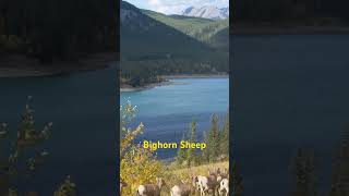 Kananaskis Alberta bighorn sheep [upl. by Gillie]