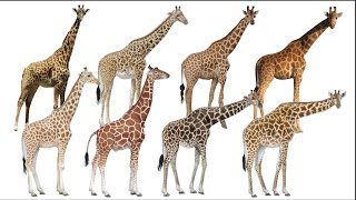 Giraffe Species  Genus Giraffa  All Species amp Subspecies of Giraffe [upl. by Gamal]