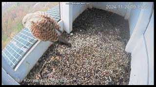 Konstancin Jeziorna Orange PL Kestrels Female on doorstep on landing  departure2024 11 20 08 19 [upl. by Aikat1]