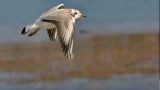 Goélands et mouettes [upl. by Sedgewick]