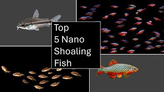 Nano Shoaling Aquarium Fish  Top 5 [upl. by Rakso472]