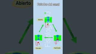 Potencial de acción  Canal iónico regulado por voltaje estados cerrado abierto e inactivado [upl. by Anelak]