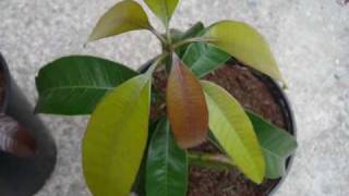 Mango growing from seed in Ireland update [upl. by Hennessy]