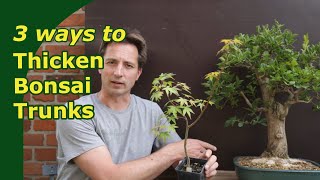 Thicken trunks for bonsai 3 Ways to grown trunks out [upl. by Danuloff]