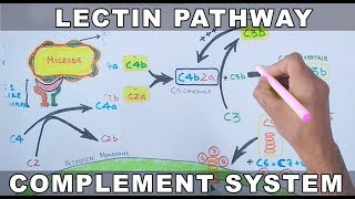 Lectin Pathway of Complement System [upl. by Nohsram]