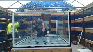 Building a monster aquarium 700gal Unedited [upl. by Nellac]