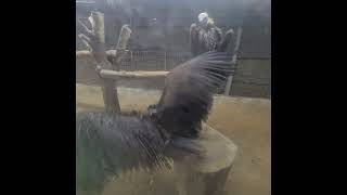 Cinereous vulture One among the largest breed Arab pets world [upl. by Ainaled]