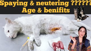 Best age of pets for spaying amp Neutering  Benefits of spaying and neutering in dogs and cats [upl. by Schaffel455]