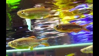 キャスイットダニオ OrangeFinned Danio Danio kyathit [upl. by Eybbob]