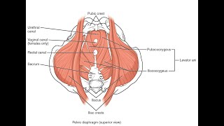 Muscles that make up the Urogenital diaphragm and Pelvic diaphragm [upl. by Enobe186]