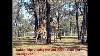 Dubbo Trip Visiting the Old Dubbo Gaol and Taronga Zoo [upl. by Htiduy]