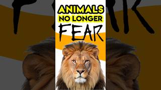 Why Animals are No Longer Afraid of Lions Shocking Truth Revealed [upl. by Jacklyn]