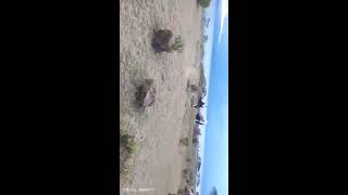 Male ostriches fighting [upl. by Norwood2]