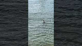 Cormorant eats a big fish Sydney Harbour [upl. by Akkin]