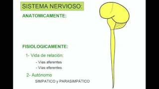 SISTEMA NERVIOSO 1 [upl. by Hunsinger]