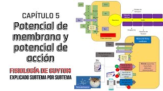 CAP 5 Potencial de membrana y potencial de acción l Fisiología de Guyton [upl. by Enyrb]