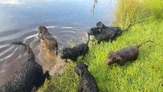 Exercising 12 week old Portuguese Water Dog pups [upl. by Yaakov]