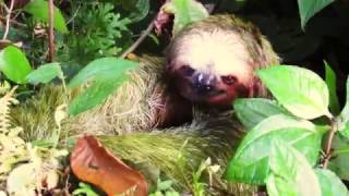 Brownthroated threetoed sloth Bradypus variegatus [upl. by Selohcin]