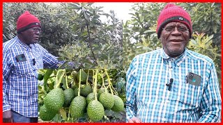 MZEE MSTAAFU ALIYEJIKWAMUA KWA KILIMO CHA PARACHICHI NJOMBE [upl. by Rice]