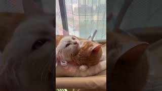 cats cat catlover catvideos catshorts catlovers catholic short shortsshortvideosubscribe [upl. by Ylrehs]