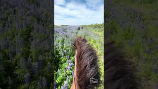 Riding the Icelandic Horse through fields of Lupins horseriding iceland [upl. by Eimiaj]