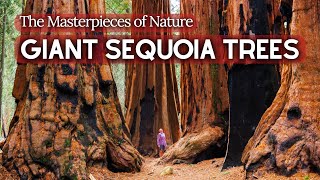 The Ancient Story of Giant Sequoia Trees  The Worlds Largest Trees  Natural Wonders 4 [upl. by Taimi]