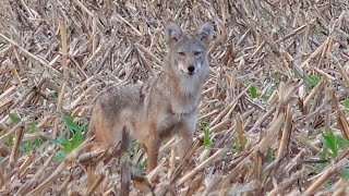 Coyote Hunting Kansas Sunset Double with a Little Selffilming chaos [upl. by Gunnar754]