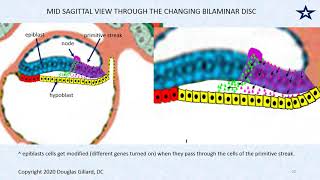 Extraembryonic membrane  amnion chorion allantois yolksac  EEM  organs from germ layers [upl. by Alrick400]